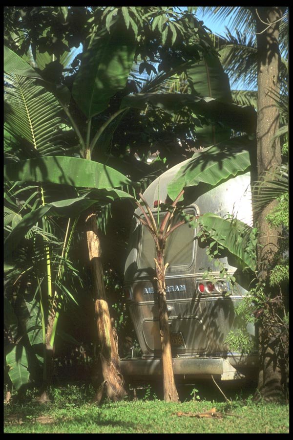 064075 Camping In The Palms, Puerto Vallarta A4 Photo Print