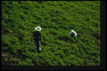 065002 Tea Plantation A4 Photo Print