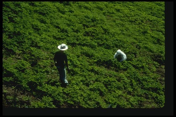 065002 Tea Plantation A4 Photo Print