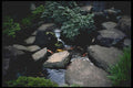 065007 Garden Pond With Carps A4 Photo Print