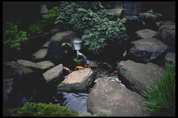 065007 Garden Pond With Carps A4 Photo Print