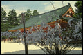 065014 Wish Tree heian Jingu Shrine A4 Photo Print