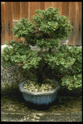 065017 Bonsai A4 Photo Print