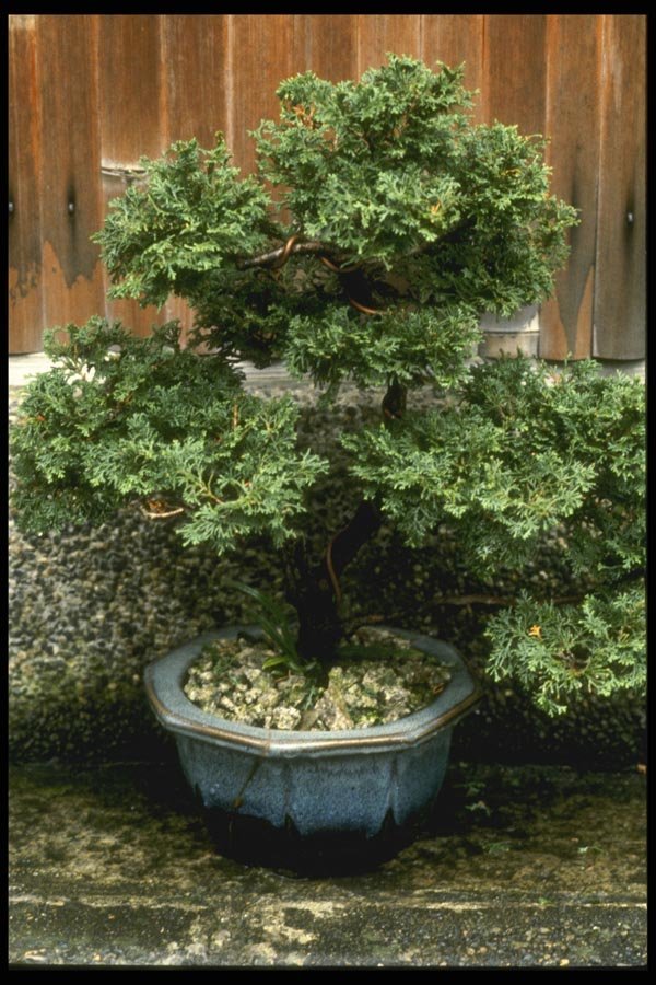 065017 Bonsai A4 Photo Print