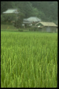 065050 Rice Field A4 Photo Print