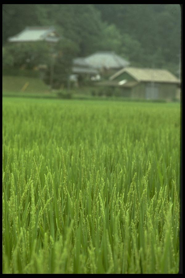 065050 Rice Field A4 Photo Print