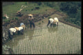 065051 Rice Planting A4 Photo Print
