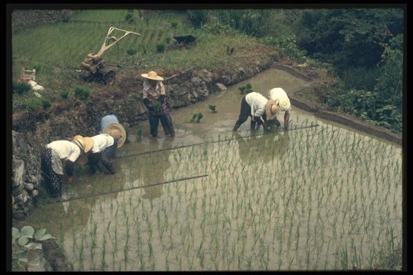 065051 Rice Planting A4 Photo Print
