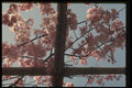 065079 Branches In Really Full Bloom A4 Photo Print