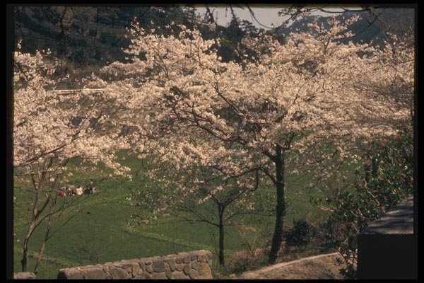 065080 Cherry Viedoing Picnic A4 Photo Print