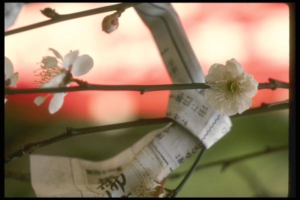 065112 Paper Fortune And Blossom Tokyo A4 Photo Print
