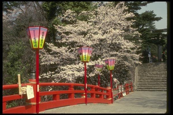 065114 Bridge And Cherry Blossoms, Kofu A4 Photo Print