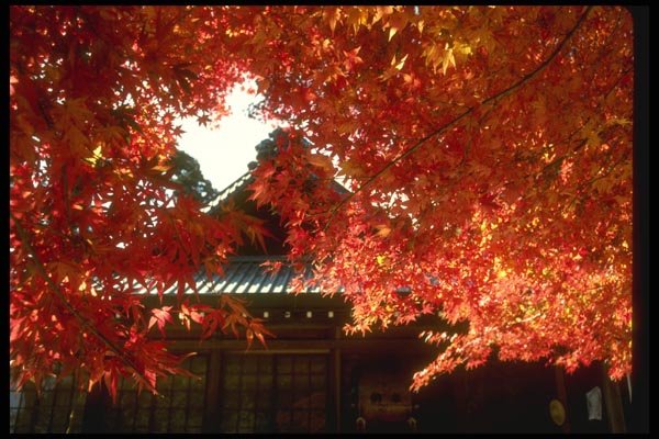 065122 Maple Leaves And Temple Mt. Takao A4 Photo Print