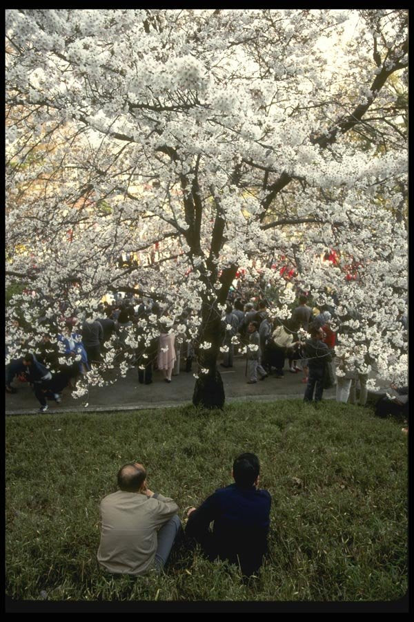 065125 Cherry Blossom Viewing Kofu A4 Photo Print