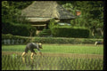 065127 Rice Fields Kakio, Kawasaki City A4 Photo Print