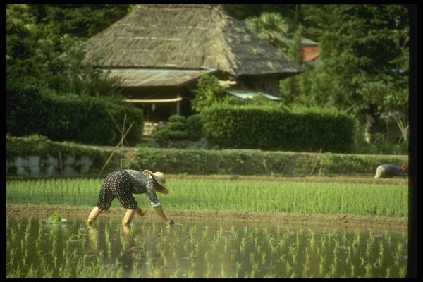 065127 Rice Fields Kakio, Kawasaki City A4 Photo Print