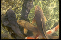 065132 Koi Carp Takayama A4 Photo Print