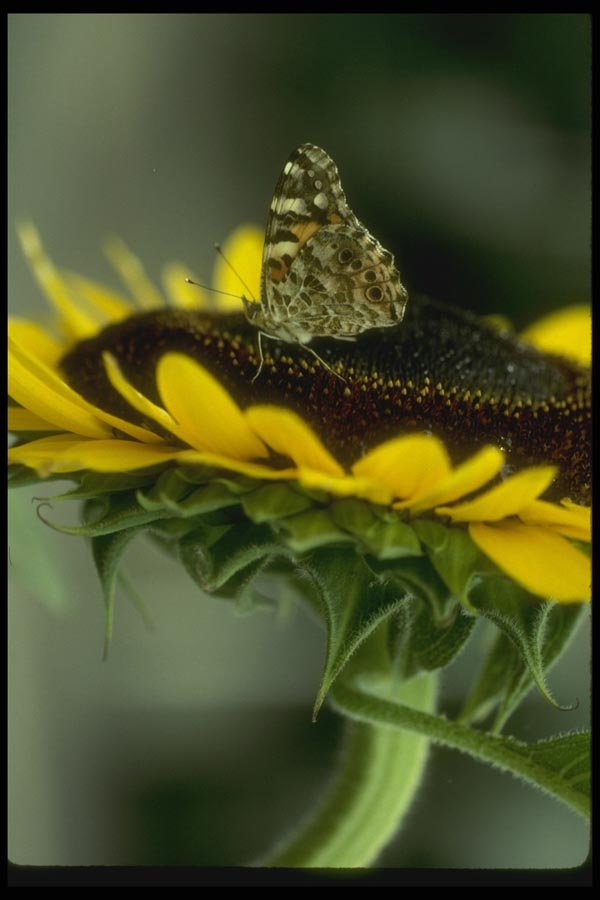 065146 Sunflower And Butterfly Kyoto A4 Photo Print