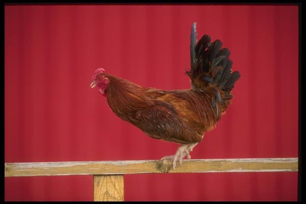 066001 Rooster A4 Photo Print