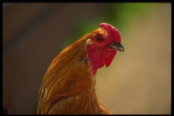 066002 Rooster A4 Photo Print