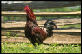 066003 Rooster A4 Photo Print