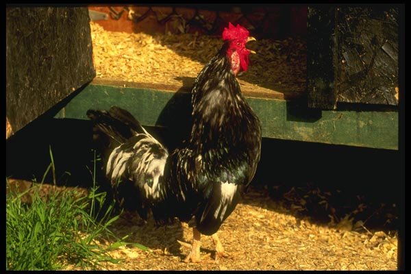 066004 Rooster A4 Photo Print