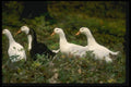 066005 Domestic Ducks A4 Photo Print
