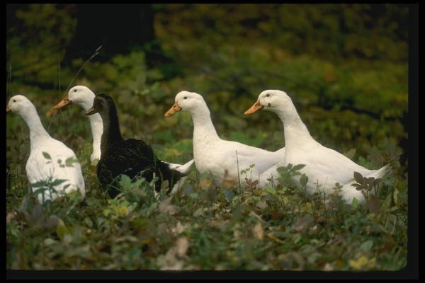 066005 Domestic Ducks A4 Photo Print