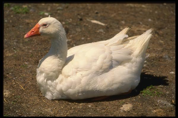 066006 Domestic Goose A4 Photo Print
