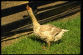066007 Domestic Goose A4 Photo Print