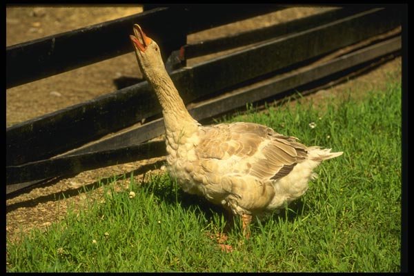 066007 Domestic Goose A4 Photo Print