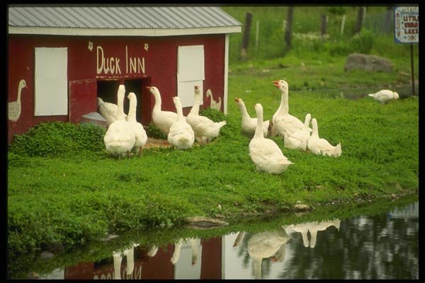 066008 Domestic Geese And Ducks A4 Photo Print