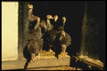 066009 Baby Turkeys A4 Photo Print