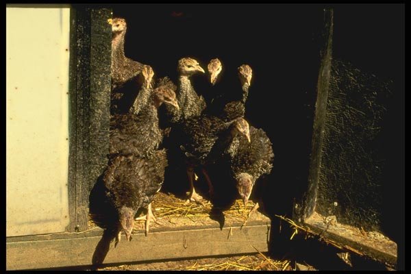 066009 Baby Turkeys A4 Photo Print