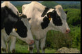 066010 Holstein Dairy Cattle A4 Photo Print
