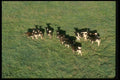 066011 Holstein Dairy Cattle A4 Photo Print