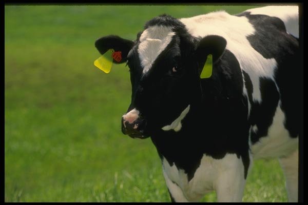 066012 Holstein Dairy Cattle A4 Photo Print
