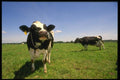 066013 Holstein Dairy Cattle A4 Photo Print