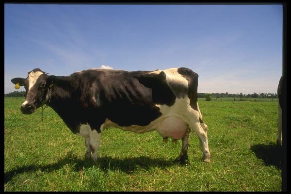 066014 Holstein Dairy Cattle A4 Photo Print