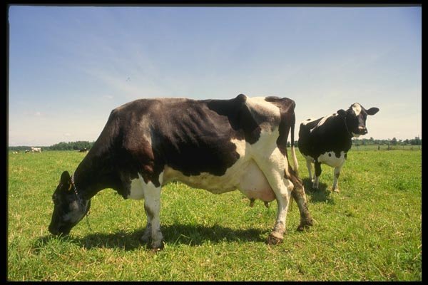 066015 Holstein Dairy Cattle A4 Photo Print