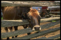066016 Cow A4 Photo Print