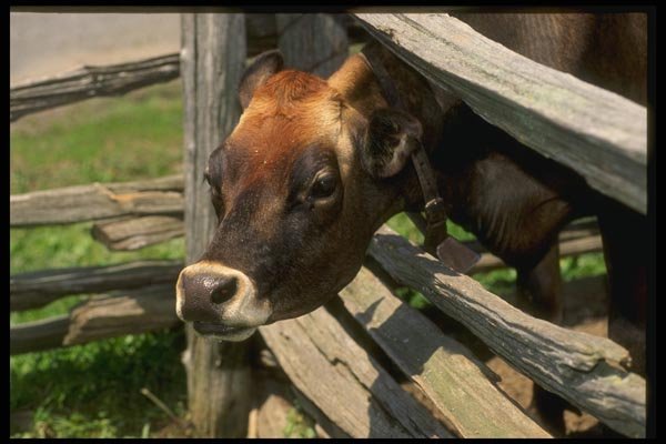 066017 Cow A4 Photo Print