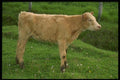 066018 Calf A4 Photo Print