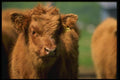 066019 Calf A4 Photo Print
