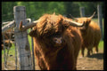 066020 Bull A4 Photo Print