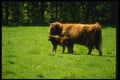 066021 Bull And Calf A4 Photo Print