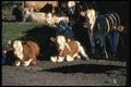 066022 Cows A4 Photo Print