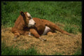 066023 Cow A4 Photo Print