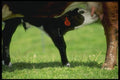 066024 Calf A4 Photo Print
