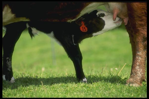 066024 Calf A4 Photo Print